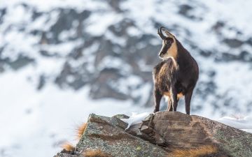 Read About Hunting The European Chamois Here