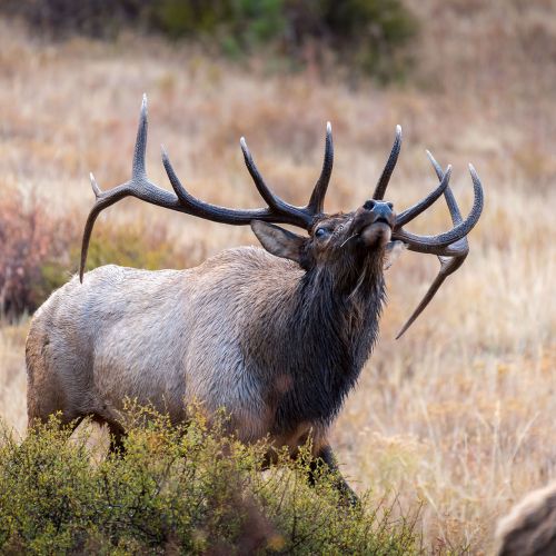 Hunting for red deer | Hunting in Kazakhstan