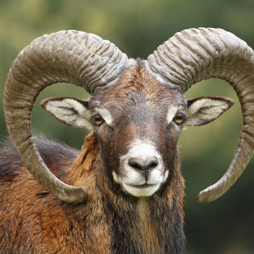 Mouflon hunting in Croatia ı Hunting trip to Croatia