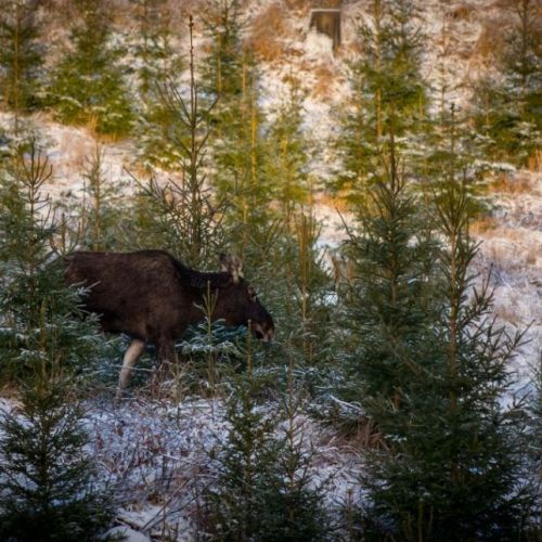 Test hunt for whitetail deer | Hunting trip to Finland