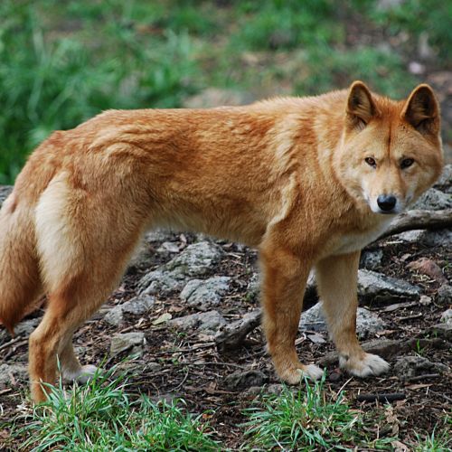 Dingo sales wolf hybrid