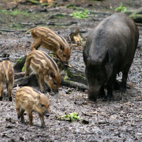 The tiny pygmy hog from the Himalayas