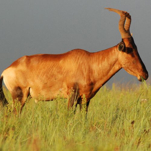 Red hartebeest | Get information about the species here