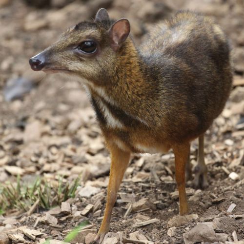 Sri Lankan spotted chevrotain ı Get your info here