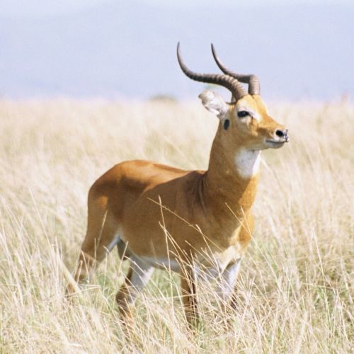 The kob | Info on hunting this beautiful antelope