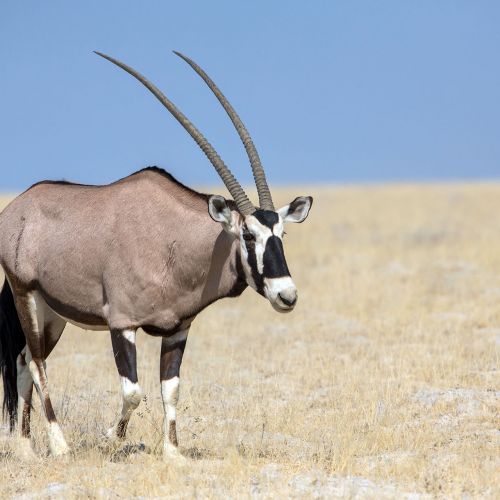 Oryx gemsbok | Info on hunting this impressive animal