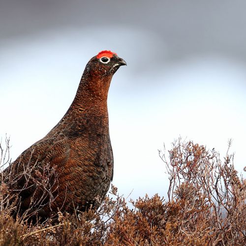 Forest hen and Grouse hunts take place in Scotland