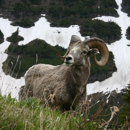 Snow sheep | Get information about hunting snow sheep