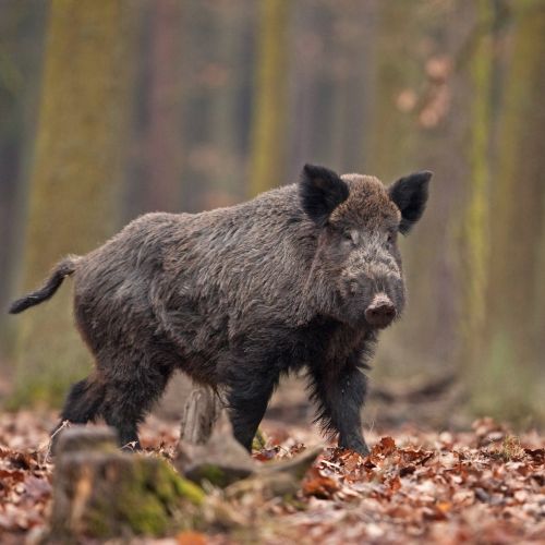 The European wild boar | Get information on hunting it