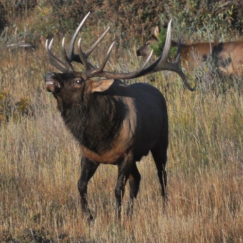 Wapiti Read About Hunting This Giant Deer