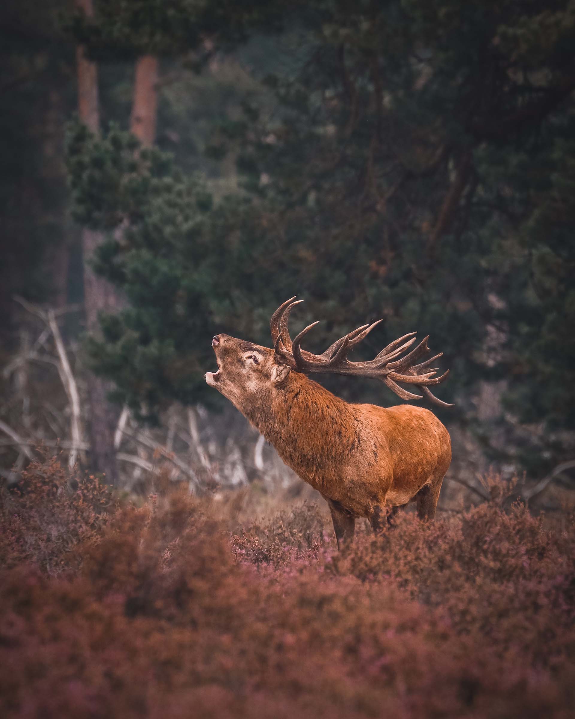 WHITE STAG, BELIEF, STAG, CELTIC, HORNS, WHITE, HD wallpaper | Peakpx